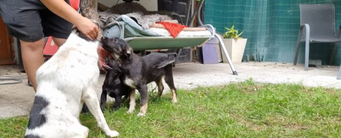 Tierschutzhund Norisor wird bekuschelt.