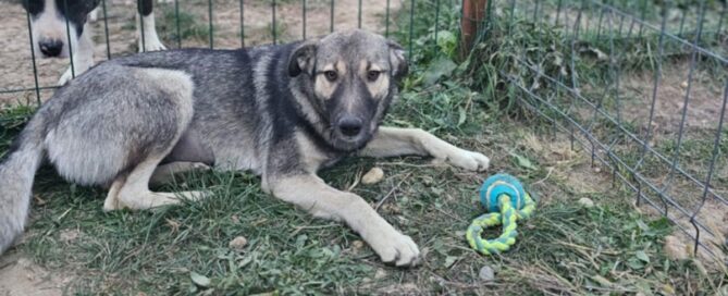 Tierschutzhund Maja im Shelter.