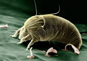 BIld einer Aceria Anthocoptes