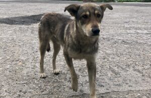SAbgemagerter Straßenhund auf Asphalt stehend