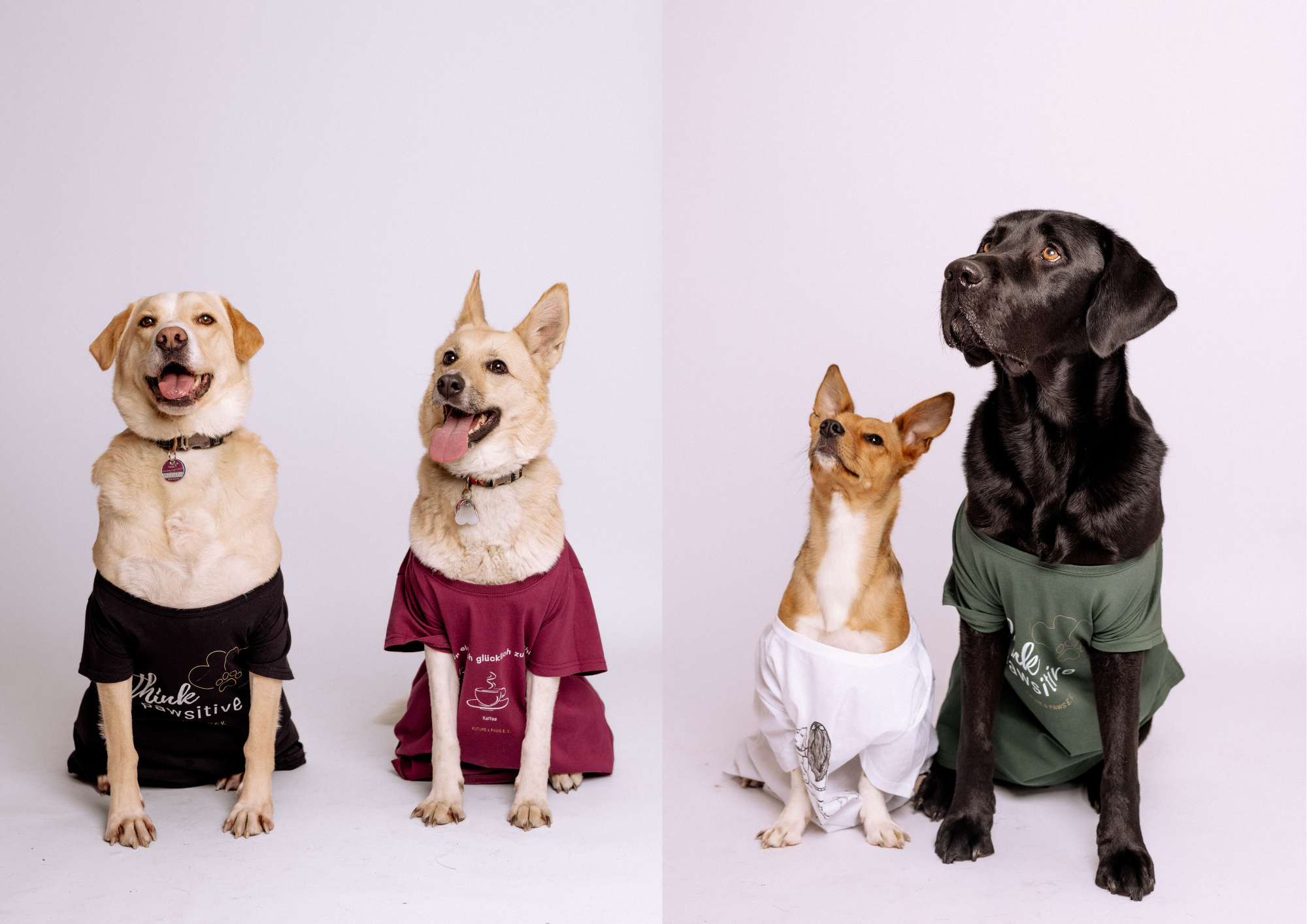 Dog shirt