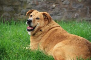 Übergewichtiger Golden Retriever liegend im Gras