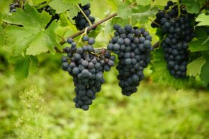 Drei dunkle Weintrauben Bündel - Fruchtstände der Weinreben 