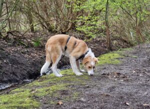 Hund Beispielbild Tierschutz