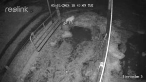 Wildtierkameraaufnahme bei Nacht von entlaufendem Hund im Stall