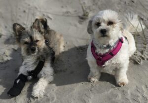 Die zwei kleinen Hunde: Daisy und Hugo (mit Verband) am Strand