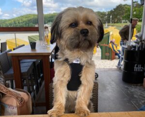 Hund in Strandbar im Urlaub
