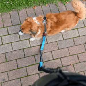 Joggingleine