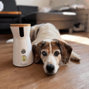 Überwachungskamera_Hund