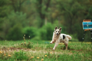 Süßer Hund genießt einen Spaziergang am Tag in der Nähe des Waldes. Im Hintergrund steht eine Staffelei mit einem Gemälde.
