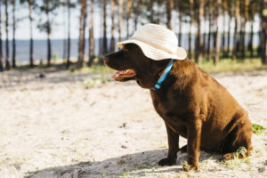 Hund sitzt im Sand am Strand mit Hut auf und blauem Halsband