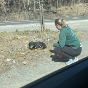 Frau am Straßenrand vor Hund kniend - Tier in Not