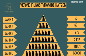 Vermehrungspyramide Katzen