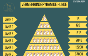 Vermehrungspyramide Hunde